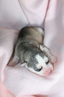 Des Flocons Du Paradis - Siberian Husky - Portée née le 28/04/2021